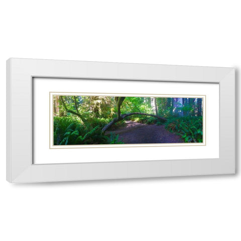 Arch Tree I White Modern Wood Framed Art Print with Double Matting by Grayscale