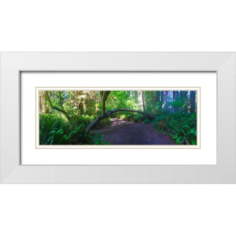 Arch Tree I White Modern Wood Framed Art Print with Double Matting by Grayscale
