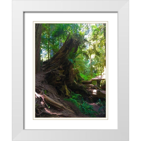 Forest Trail III White Modern Wood Framed Art Print with Double Matting by Grayscale