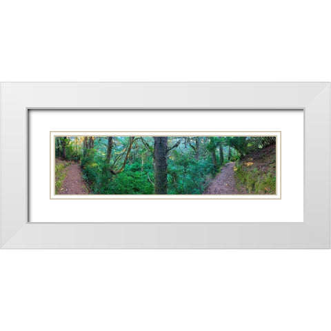 Forest Trail VI White Modern Wood Framed Art Print with Double Matting by Grayscale
