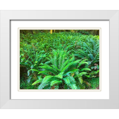 Forest Ferns I White Modern Wood Framed Art Print with Double Matting by Grayscale