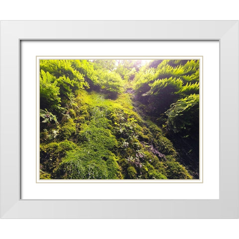 Fern Valley I White Modern Wood Framed Art Print with Double Matting by Grayscale