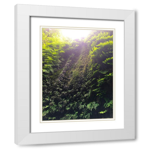 Fern Valley II White Modern Wood Framed Art Print with Double Matting by Grayscale
