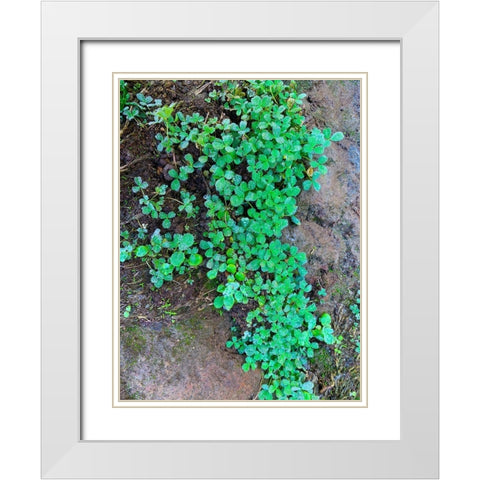Ground Cover I White Modern Wood Framed Art Print with Double Matting by Grayscale