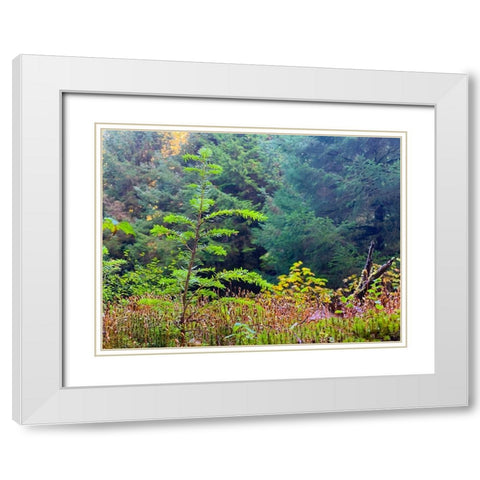 Smallest Redwood II White Modern Wood Framed Art Print with Double Matting by Grayscale