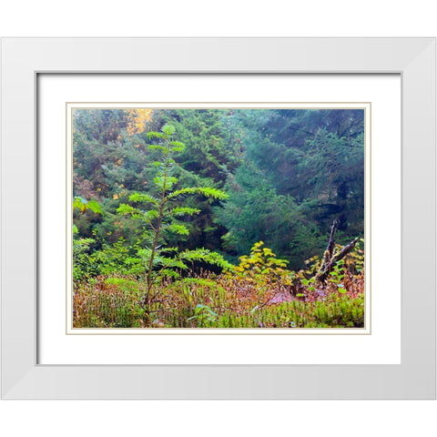 Smallest Redwood II White Modern Wood Framed Art Print with Double Matting by Grayscale