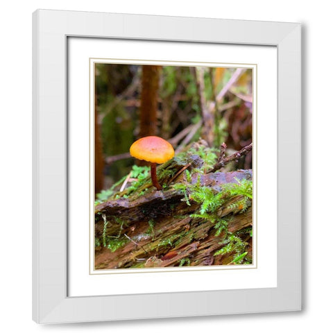 Tiny Mushroom I White Modern Wood Framed Art Print with Double Matting by Grayscale