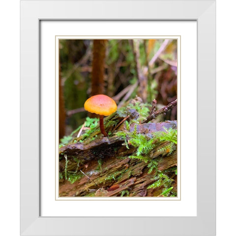 Tiny Mushroom I White Modern Wood Framed Art Print with Double Matting by Grayscale