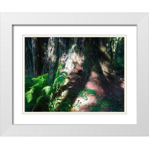 Redwood IV White Modern Wood Framed Art Print with Double Matting by Grayscale