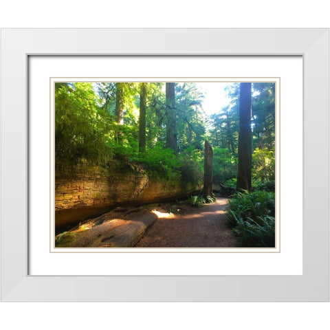 Redwood V White Modern Wood Framed Art Print with Double Matting by Grayscale