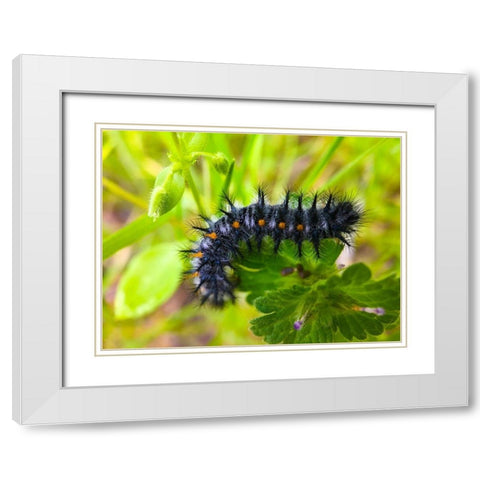 Caterpillar I White Modern Wood Framed Art Print with Double Matting by Grayscale