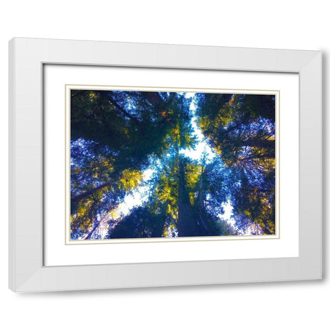 Tree Canopy I White Modern Wood Framed Art Print with Double Matting by Grayscale