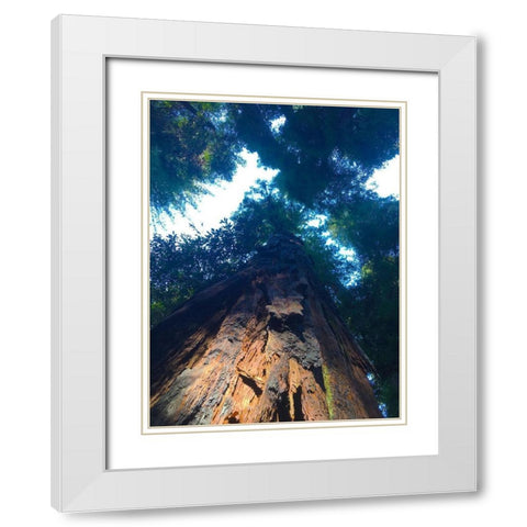 Tree Canopy IV White Modern Wood Framed Art Print with Double Matting by Grayscale