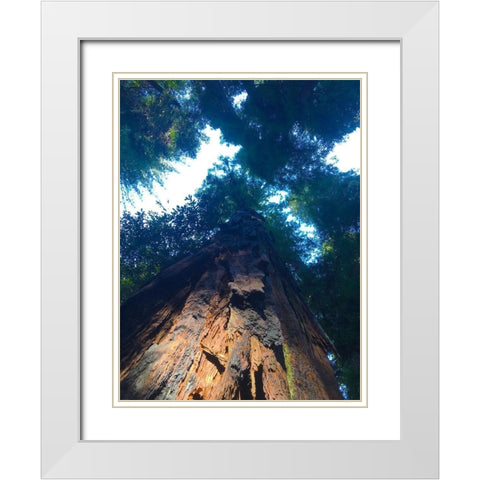 Tree Canopy IV White Modern Wood Framed Art Print with Double Matting by Grayscale