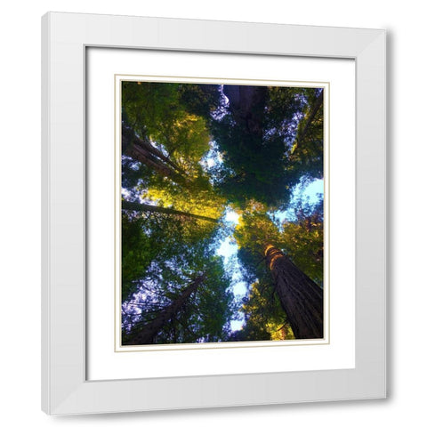 Tree Canopy VIII White Modern Wood Framed Art Print with Double Matting by Grayscale
