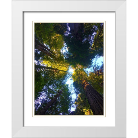 Tree Canopy VIII White Modern Wood Framed Art Print with Double Matting by Grayscale