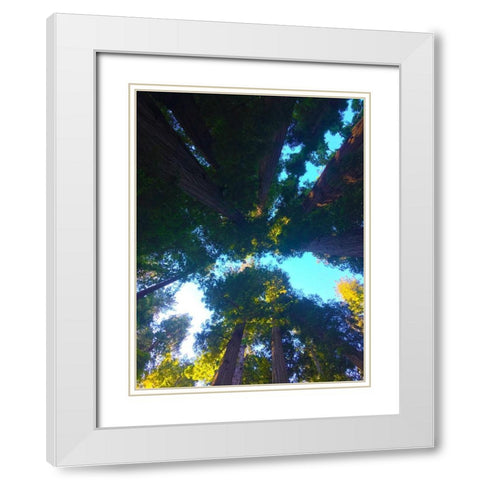 Tree Canopy IX White Modern Wood Framed Art Print with Double Matting by Grayscale
