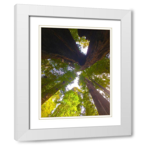 Tree Canopy XIII White Modern Wood Framed Art Print with Double Matting by Grayscale