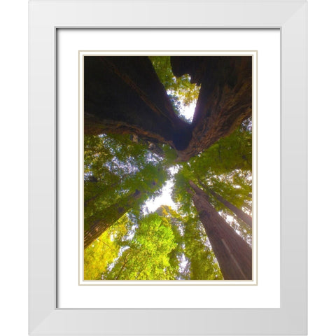 Tree Canopy XIII White Modern Wood Framed Art Print with Double Matting by Grayscale