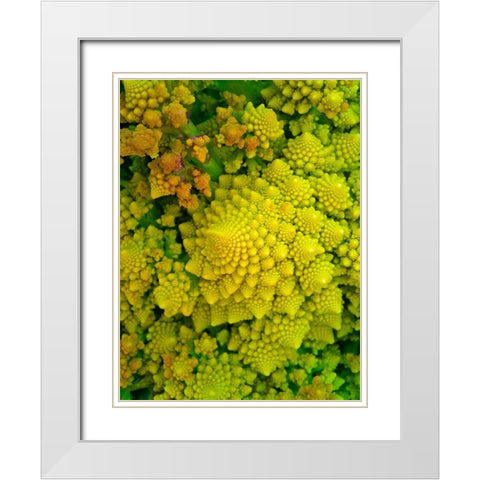 Natural Fractals I White Modern Wood Framed Art Print with Double Matting by Grayscale