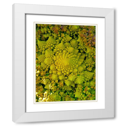 Natural Fractals II White Modern Wood Framed Art Print with Double Matting by Grayscale