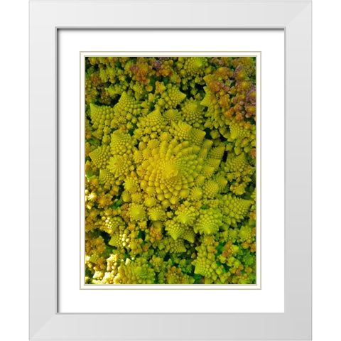 Natural Fractals II White Modern Wood Framed Art Print with Double Matting by Grayscale