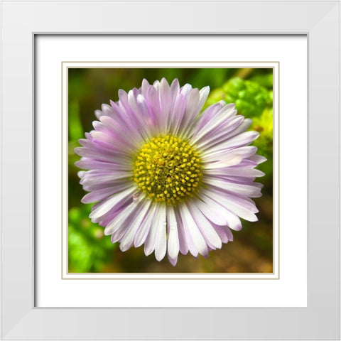Daisy I White Modern Wood Framed Art Print with Double Matting by Grayscale