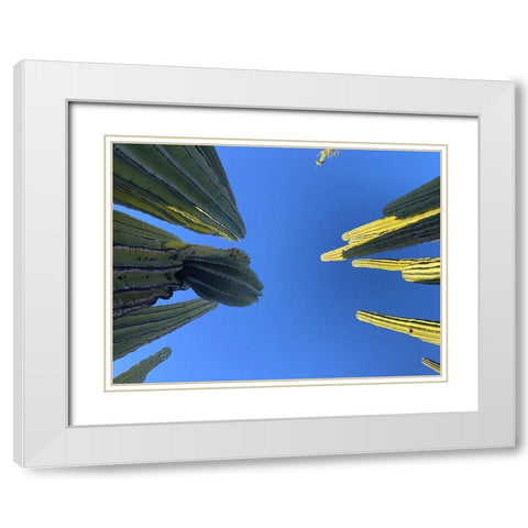 Desert Canopy I White Modern Wood Framed Art Print with Double Matting by Grayscale