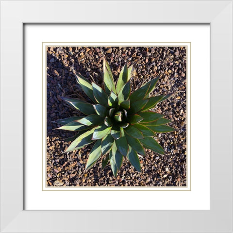 Agave I White Modern Wood Framed Art Print with Double Matting by Grayscale