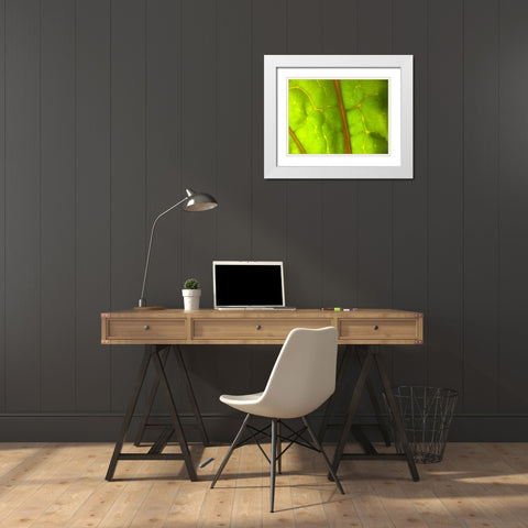 Backlight Leaf I White Modern Wood Framed Art Print with Double Matting by Grayscale