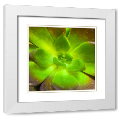 Succulent Square I White Modern Wood Framed Art Print with Double Matting by Grayscale
