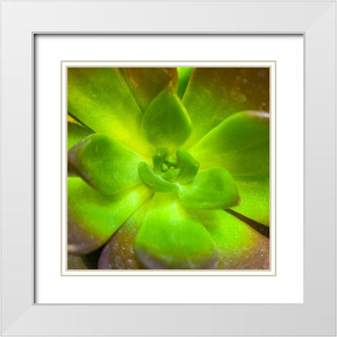 Succulent Square I White Modern Wood Framed Art Print with Double Matting by Grayscale