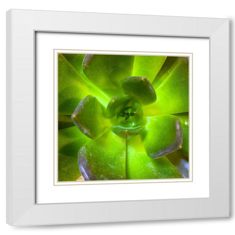 Succulent Square II White Modern Wood Framed Art Print with Double Matting by Grayscale