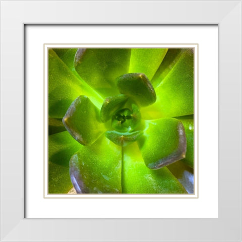 Succulent Square II White Modern Wood Framed Art Print with Double Matting by Grayscale