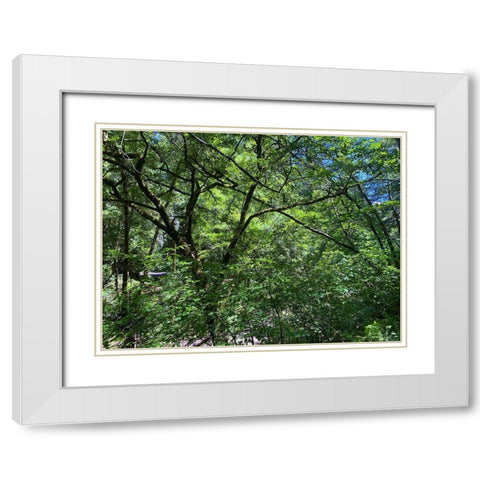 Forest Canopy I White Modern Wood Framed Art Print with Double Matting by Grayscale