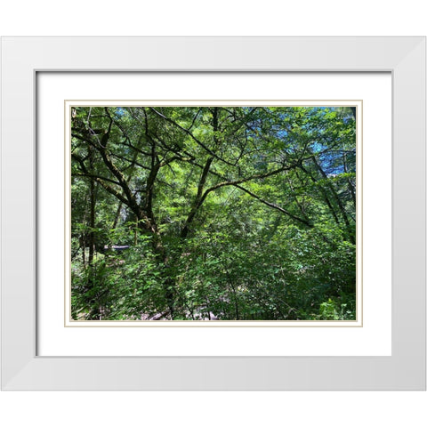 Forest Canopy I White Modern Wood Framed Art Print with Double Matting by Grayscale
