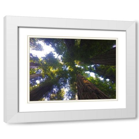 Tree Canopy XIV White Modern Wood Framed Art Print with Double Matting by Grayscale