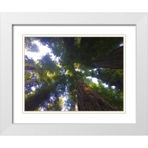 Tree Canopy XIV White Modern Wood Framed Art Print with Double Matting by Grayscale