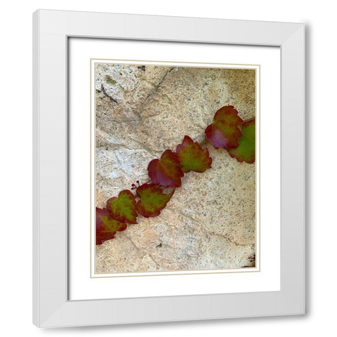 Ivy II White Modern Wood Framed Art Print with Double Matting by Grayscale