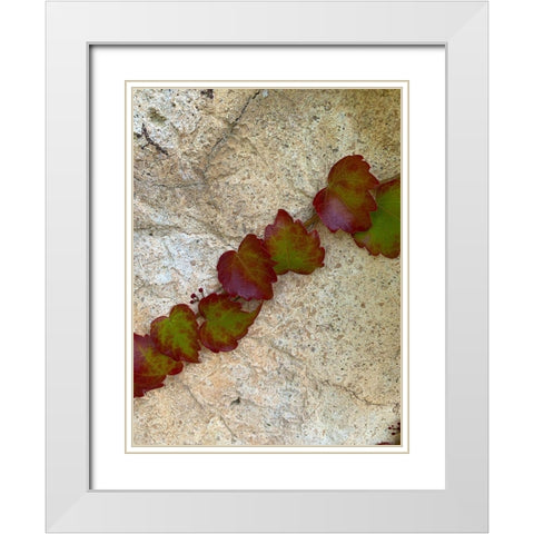Ivy II White Modern Wood Framed Art Print with Double Matting by Grayscale