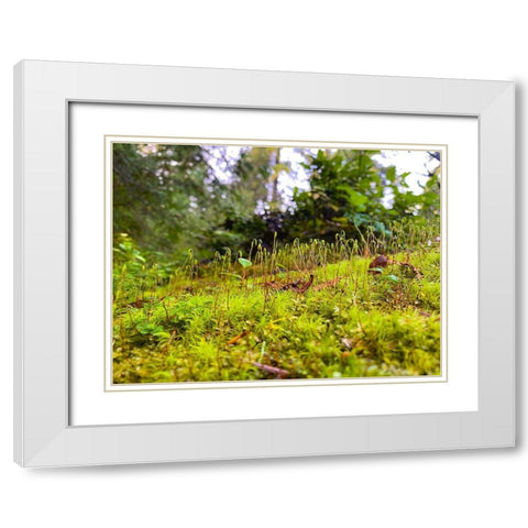Miniature Forest I White Modern Wood Framed Art Print with Double Matting by Grayscale