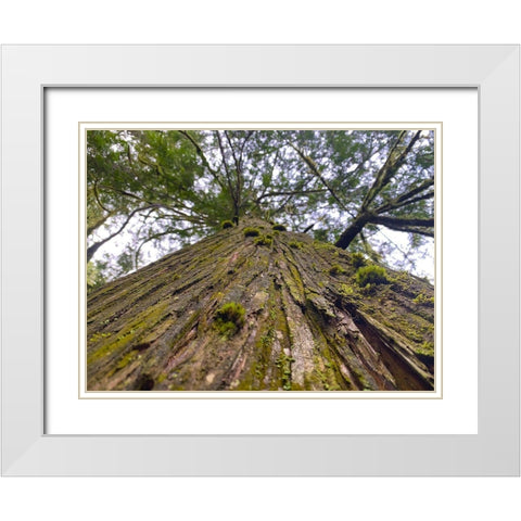 Tree Canopy XV White Modern Wood Framed Art Print with Double Matting by Grayscale