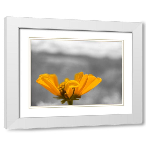 Brittle Bush B-W White Modern Wood Framed Art Print with Double Matting by Popcorn