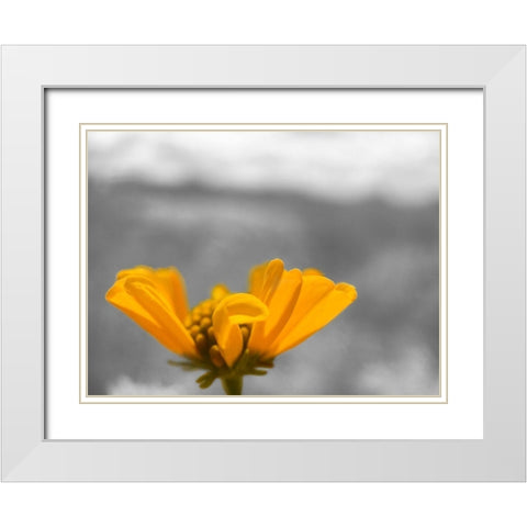 Brittle Bush B-W White Modern Wood Framed Art Print with Double Matting by Popcorn