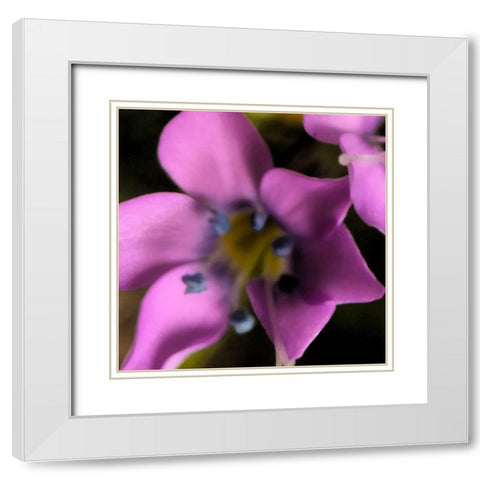 Magenta Flower  White Modern Wood Framed Art Print with Double Matting by Popcorn