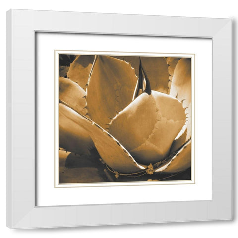 Mescal Agave: Sepia White Modern Wood Framed Art Print with Double Matting by Tenoever, William