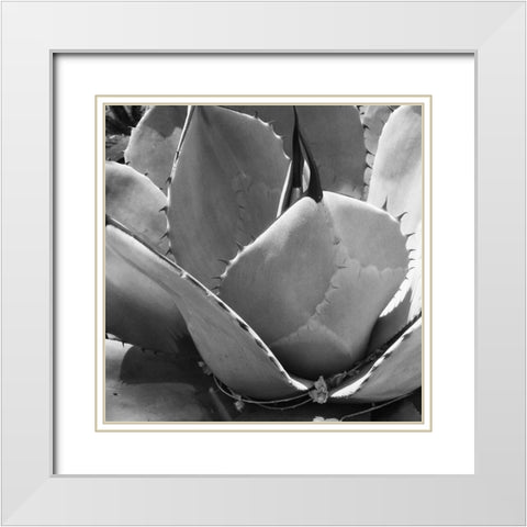 Mescal Agave: BandW White Modern Wood Framed Art Print with Double Matting by Tenoever, William