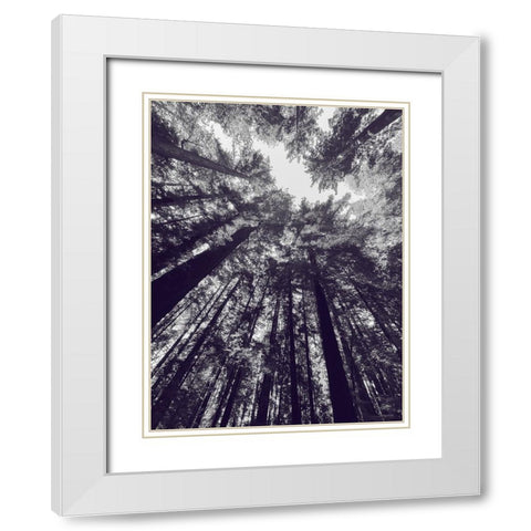 Redwood Trees BW White Modern Wood Framed Art Print with Double Matting by Tenoever, William