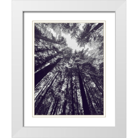 Redwood Trees BW White Modern Wood Framed Art Print with Double Matting by Tenoever, William