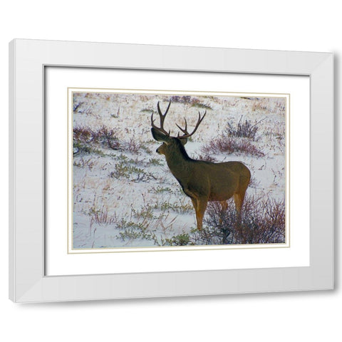 Estes Park 6: Bull Deer III White Modern Wood Framed Art Print with Double Matting by Popcorn